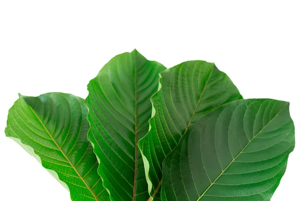 Mitragyna Speciosa Korth Kratom Droga Planta Una Planta Medicinal Adictiva — Foto de Stock