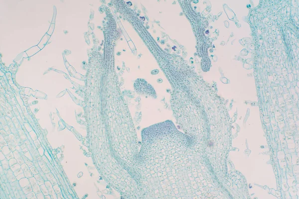 芽分生组织是大多数含有未分化细胞的植物中的组织 有丝分裂细胞产生植物的各种器官 并负责其生长 — 图库照片