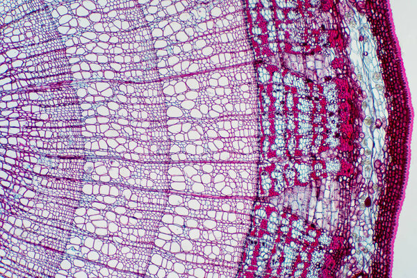 Cross section - Xylem is a type of tissue in vascular plants that transports water and some nutrients. Scientific research. Plant tissue Structure.