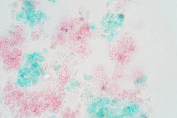 酵母是单细胞真菌 发芽的酵母以无性繁殖的方式从一个较小的女儿细胞中发芽 — 图库照片