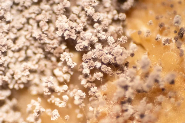 Rhizopus Рід Поширених Сапрофітичних Грибів Під Мікроскопом Під Мікроскопом Формується — стокове фото