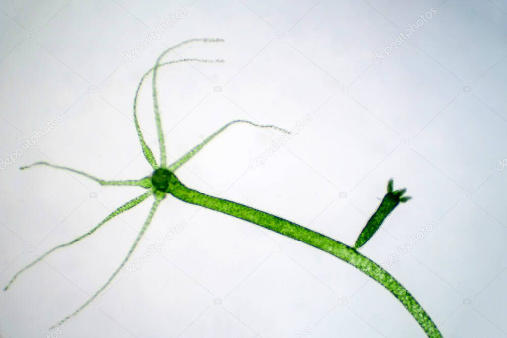 Hydra is a genus of small, fresh-water animals of the phylum Cnidaria and class Hydrozoa.