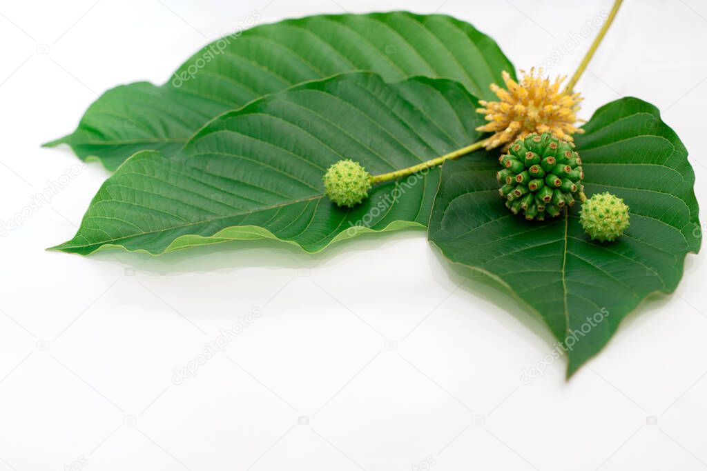 Mitragyna speciosa Korth (Kratom) is drug from plant. It is a medicinal plant and is addictive.