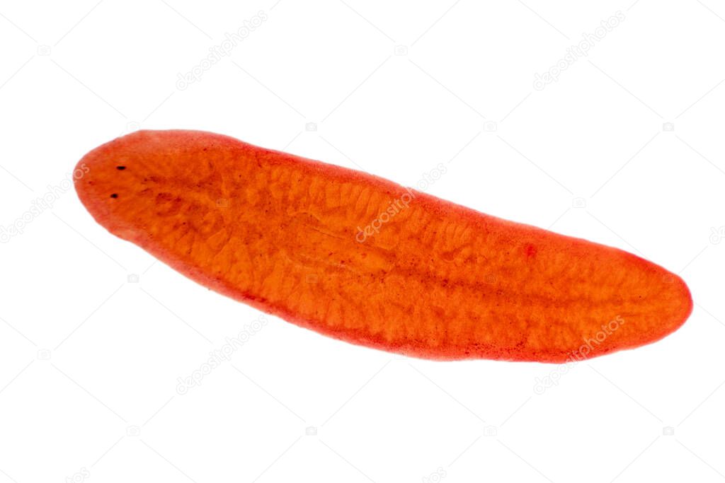 Planaria flatworm under the microscope view.