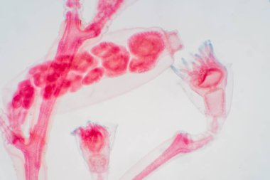 Obelia, yaşam döngüsünde hem polip hem de medusa evresine sahip olan, çoğunlukla deniz ve tatlı su hayvanlarından oluşan bir tür olan hidrozoa cinsidir. Biyoloji Eğitimi.