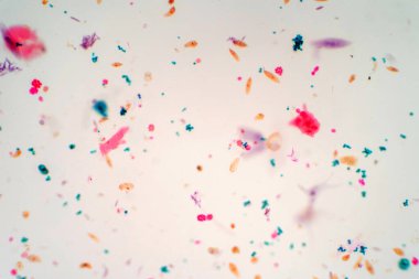 Eğitim biyolojisi mikroskobik bakış açısına göre protozoanın karışımı.