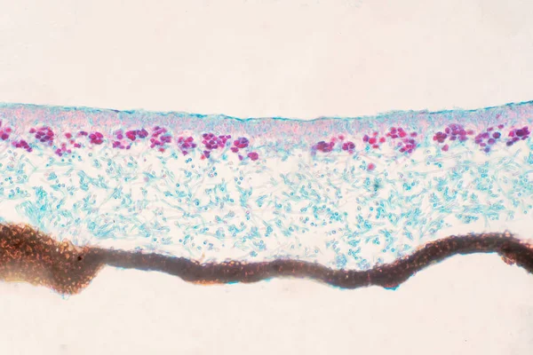 Lichen Schimmel Dwarsdoorsnede Schuif Onder Microscoop Voor Onderwijs Biologie — Stockfoto