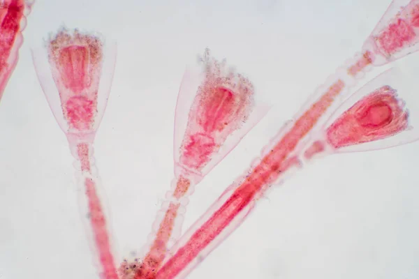 오벨리아 Obelia Hydrozoa 속으로 주기에서 폴립과 메두사 단계를 종들과 종들의 — 스톡 사진