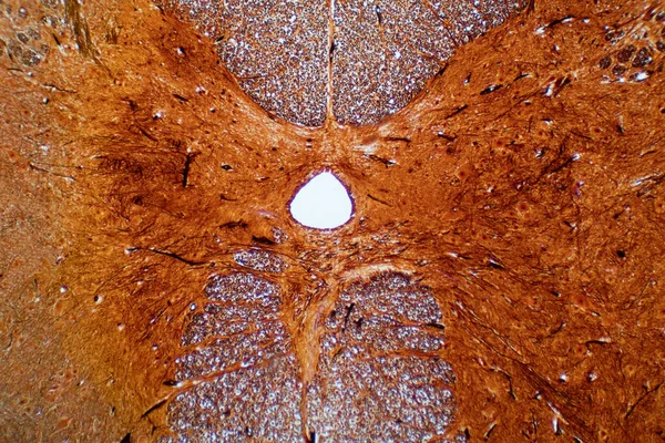 Przekrój Rdzenia Kręgowego Pod Mikroskopem Histologiczne Dla Fizjologii Człowieka — Zdjęcie stockowe