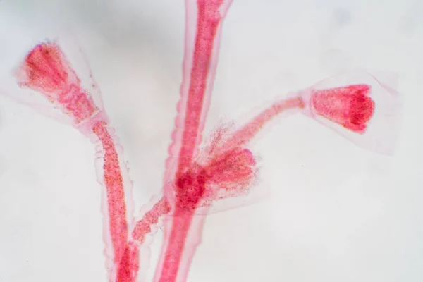 오벨리아 Obelia Hydrozoa 속으로 주기에서 폴립과 메두사 단계를 종들과 종들의 — 스톡 사진