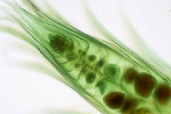 Moss Gametophyte Pohlavní Fáze Životního Cyklu Rostlin Pod Mikroskopem Pro — Stock fotografie