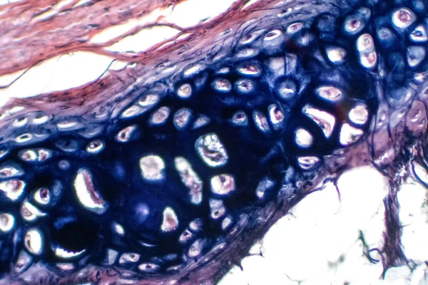 教育病理学のための顕微鏡下でのヒトのヒアリン軟骨 ヒト組織生理学 — ストック写真