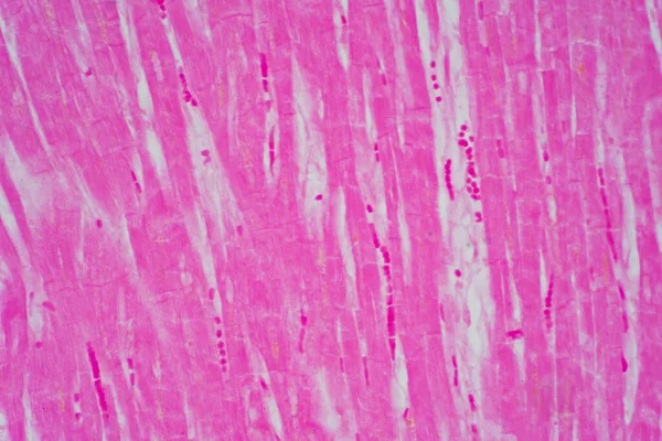 Histología Del Músculo Cardíaco Humano Bajo Microscopio Ver Para Educación — Foto de Stock