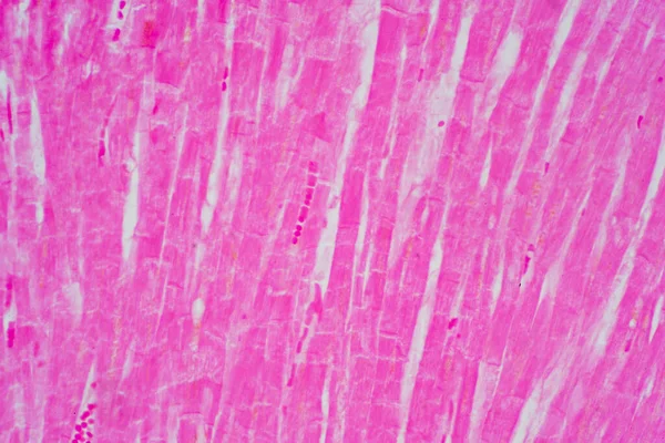 Histology of human cardiac muscle under microscope view for education, Human tissue histology.