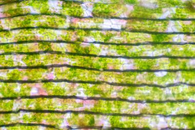 Eğitim biyolojisi için mikroskop altında bitki hücresi.