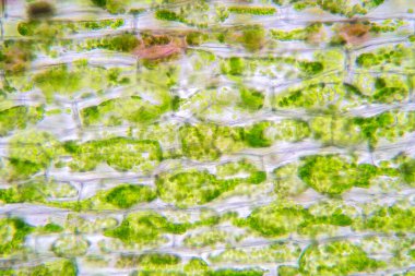 Eğitim biyolojisi için mikroskop altında bitki hücresi.