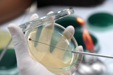 Laboratuvarda bakteri kültürü ve patojenlerin ilaç direnci üzerinde çalışan tıbbi teknisyenler.                                     