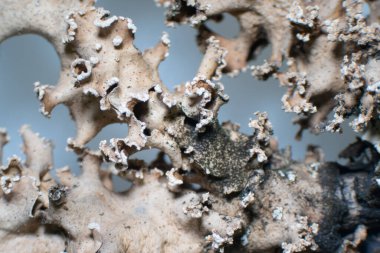 Foliose lichen is one of a variety of lichens, which are complex organisms that arise from the symbiotic relationship between fungi and a photosynthetic partner, typically algae. clipart