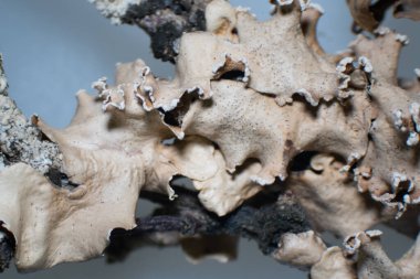 Yaprak liken, mantarlar ve fotosentetik bir partner olan algler arasındaki simbiyotik ilişkiden doğan karmaşık organizmalardan biridir..