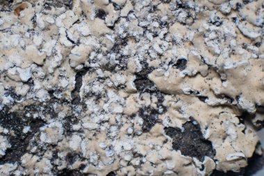 Kabuklu kertenkeleler alt tabakaya güçlü bir şekilde yapışmış bir kabuk oluştururlar. Mantar ve fotosentetik partner arasındaki simbiyotik ilişkiden doğan karmaşık organizmalar, tipik olarak algler..