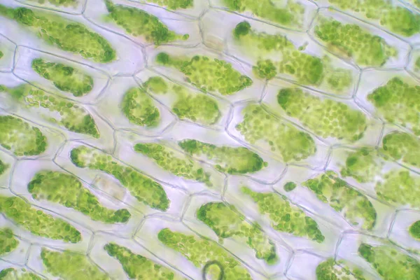 Eğitim biyolojisi için mikroskop altında bitki hücresi.