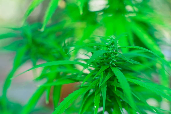 Cannabis Wird Kommerziell Angebaut Ist Eine Heilpflanze Und Macht Süchtig — Stockfoto
