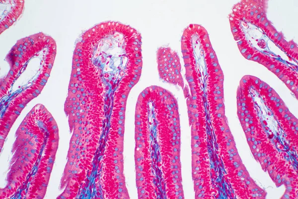 Tecido Intestinal Grosso Humano Sob Visão Microscópica Histológico Para Fisiologia — Fotografia de Stock