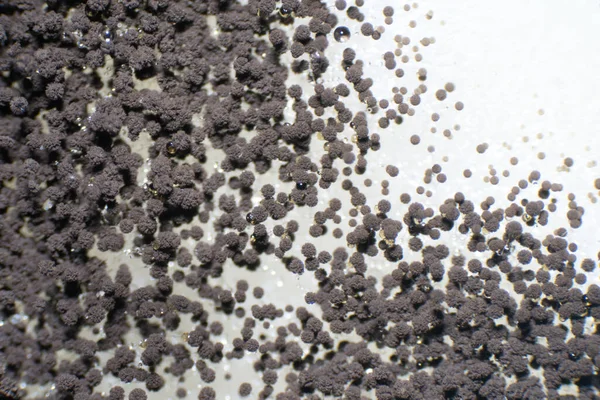 Aspergillus Плісень Під Мікроскопом — стокове фото