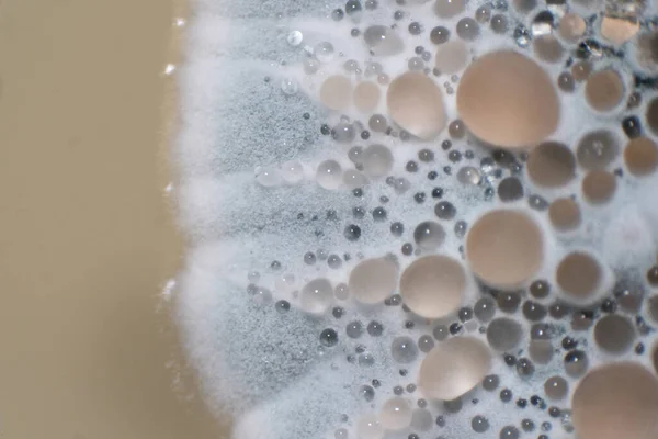 Penicilliumsvampar Mikroskopin För Utbildning Mikrobiologi — Stockfoto