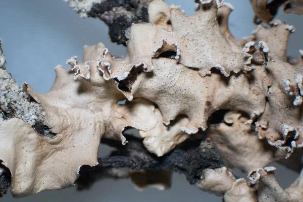 Yaprak liken, mantarlar ve fotosentetik bir partner olan algler arasındaki simbiyotik ilişkiden doğan karmaşık organizmalardan biridir..