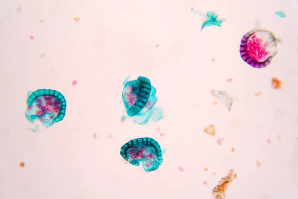 Botanická Studie Kapradinových Spor Pod Mikroskopickým Dohledem Vzdělání Fyziologie Rostlin — Stock fotografie