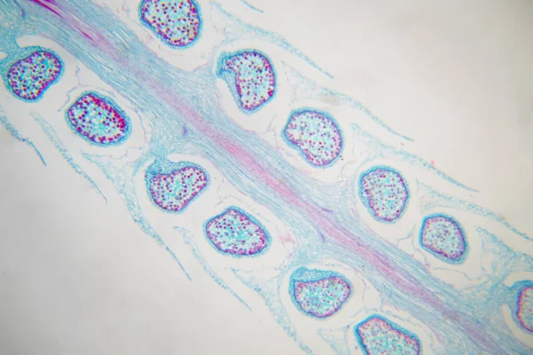 Badania Botaniczne Selaginella Strobilus Pod Mikroskopem Edukacja Fizjologiczna Roślin — Zdjęcie stockowe