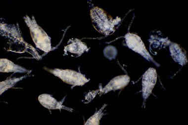 Kopepod (Zooplankton), deniz ve tatlı su habitatlarında bulunan küçük bir kabuklulardır..
