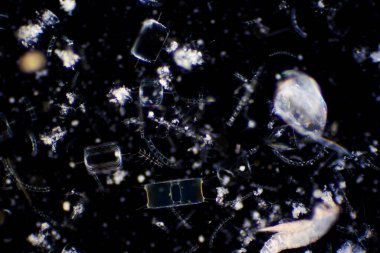 Diatomlar fotosentez yapan alglerdir, silisli bir iskelete sahiptirler ve tatlı ve deniz suları da dahil olmak üzere neredeyse her su ortamında bulunurlar..