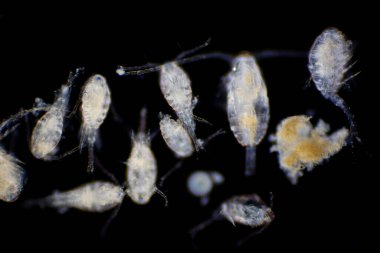 Kopepod (Zooplankton), deniz ve tatlı su habitatlarında bulunan küçük bir kabuklulardır..