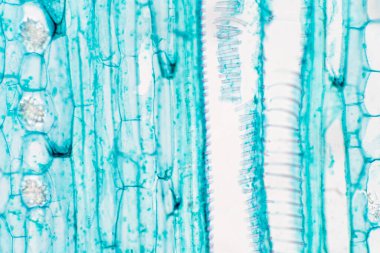 Eğitim için mikroskop altında damar dokusu ekin.