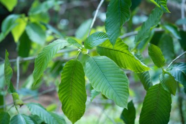 Mitragyna speciosa Korth (Kratom) bitkisel uyuşturucudur. Tedavi edici bir bitki ve bağımlılık yapıyor..
