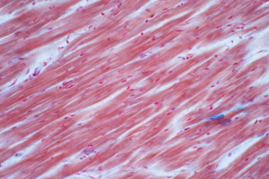 Histology of human cardiac muscle under microscope view for education, Human tissue histology. clipart