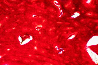 İnsan kompakt kemik dokusunun tarih bilimi mikroskop altında eğitim, kas kemiği bağlantısı ve bağ dokusu.