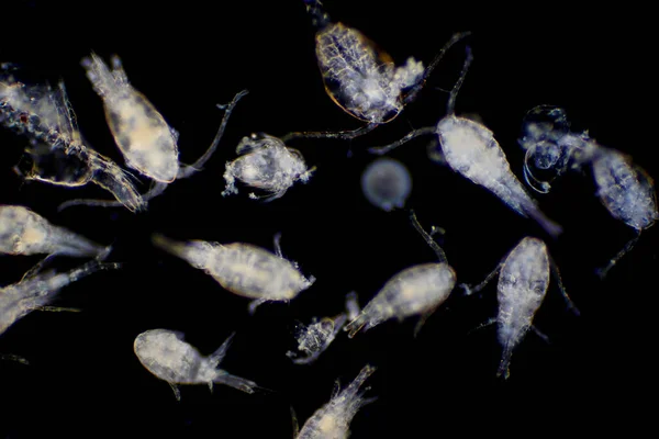 Копепод Zooplankton Группа Мелких Ракообразных Обитающих Морской Пресноводной Среде Обитания — стоковое фото