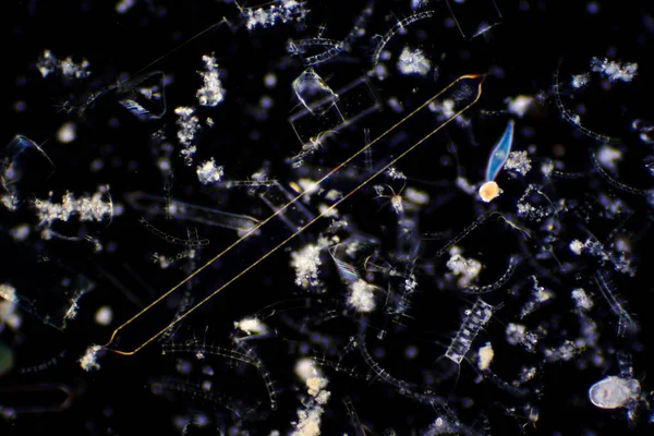 Diatoms Photosynthesising Algae Have Siliceous Skeleton Found Almost Every Aquatic — Stock Photo, Image