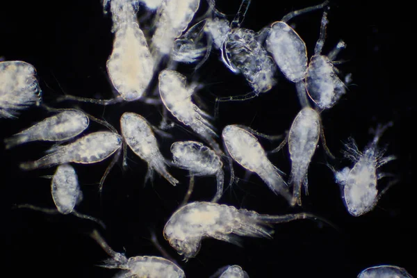 Копепод Zooplankton Группа Мелких Ракообразных Обитающих Морской Пресноводной Среде Обитания — стоковое фото