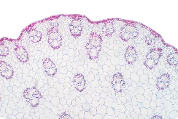 Histologia Rdzenia Monocot Pod Mikroskopem Botaniki Edukacyjnej — Zdjęcie stockowe