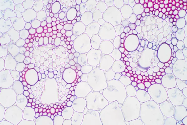 Monocot Växtvaskulär Vävnad Mikroskop För Utbildning — Stockfoto