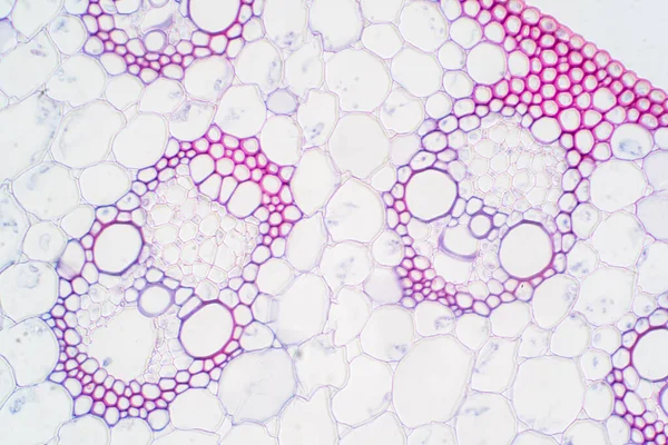 Monokotická Rostlinná Cévní Tkáň Pod Mikroskopem Pro Výuku — Stock fotografie