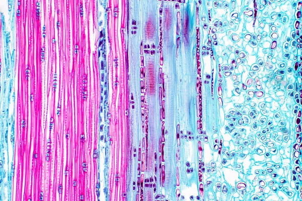 Histologische Struktur Des Gefäßbündels Des Kiefernstammes Unter Dem Mikroskop — Stockfoto