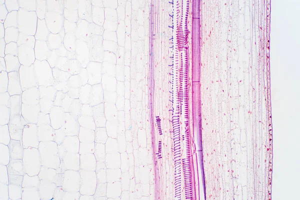 Tkanki Naczyniowe Roślin Pod Mikroskopem Widzenia Edukacji — Zdjęcie stockowe