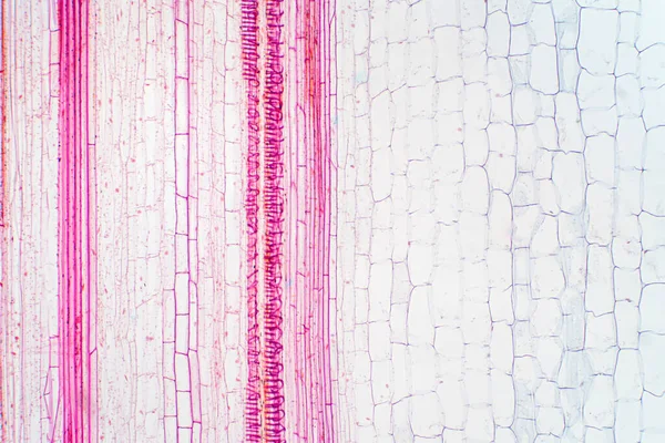 Plantaardig Vaatweefsel Onder Microscoop Voor Onderwijs — Stockfoto