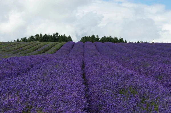 Campos Lavanda Inglesa — Fotografia de Stock