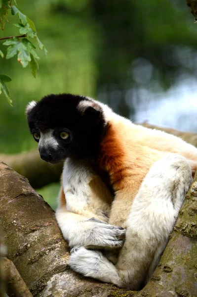 Lemur Árvore — Fotografia de Stock